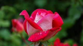 Death is defeated image